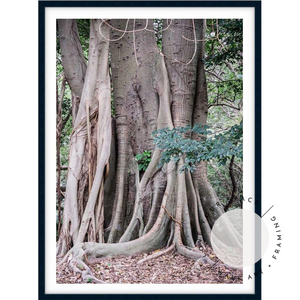 Banyan Tree - Bronte Beach - Love Your Space