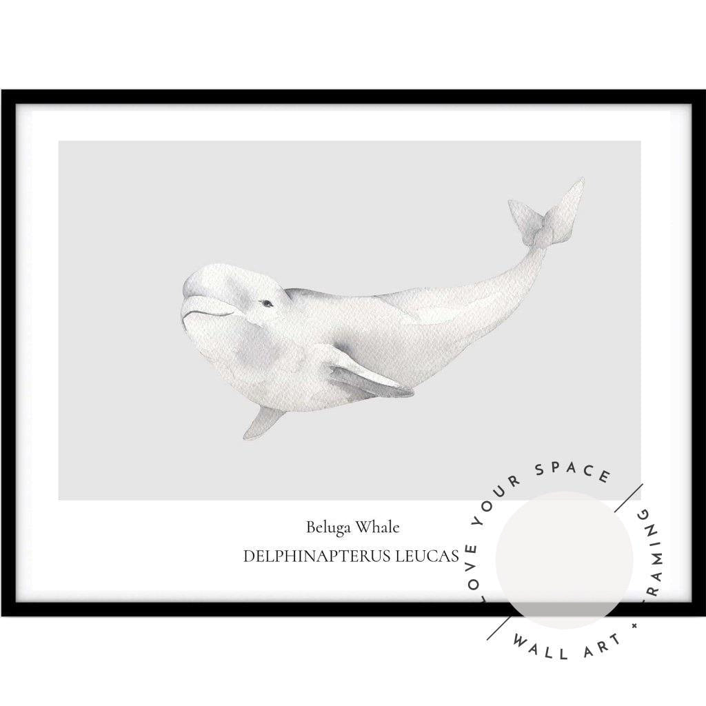 Beluga Whale - Love Your Space