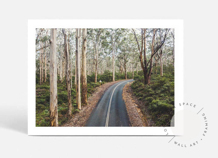 Boranup Forest - Western Australia