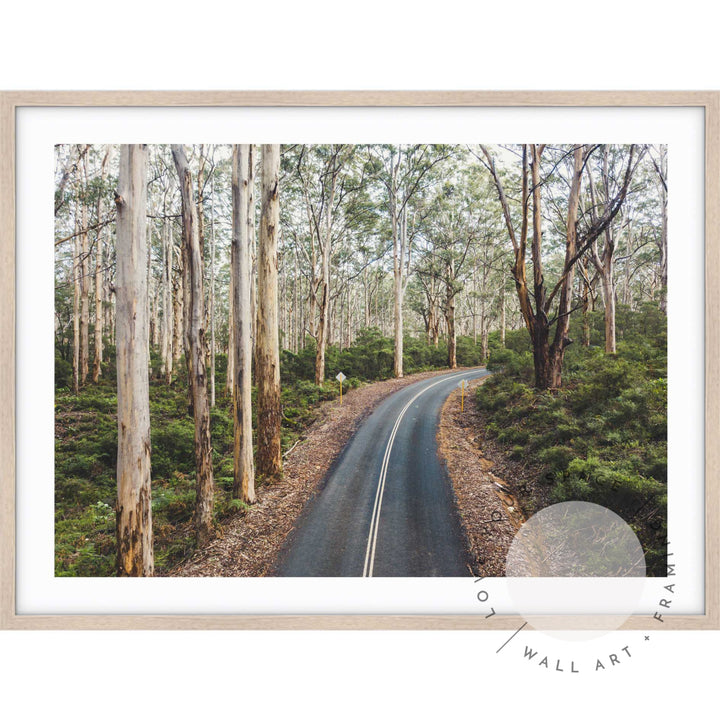 Boranup Forest - Western Australia