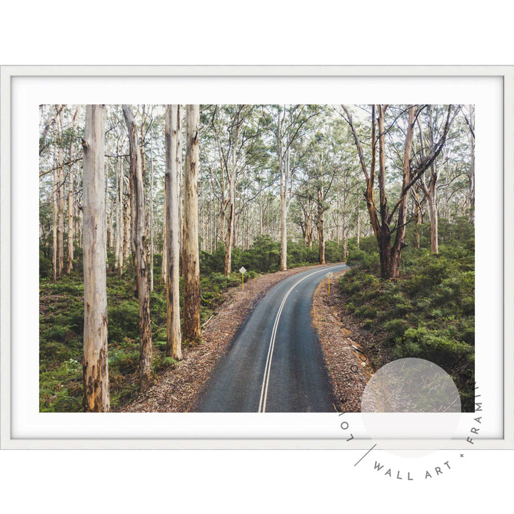 Boranup Forest - Western Australia