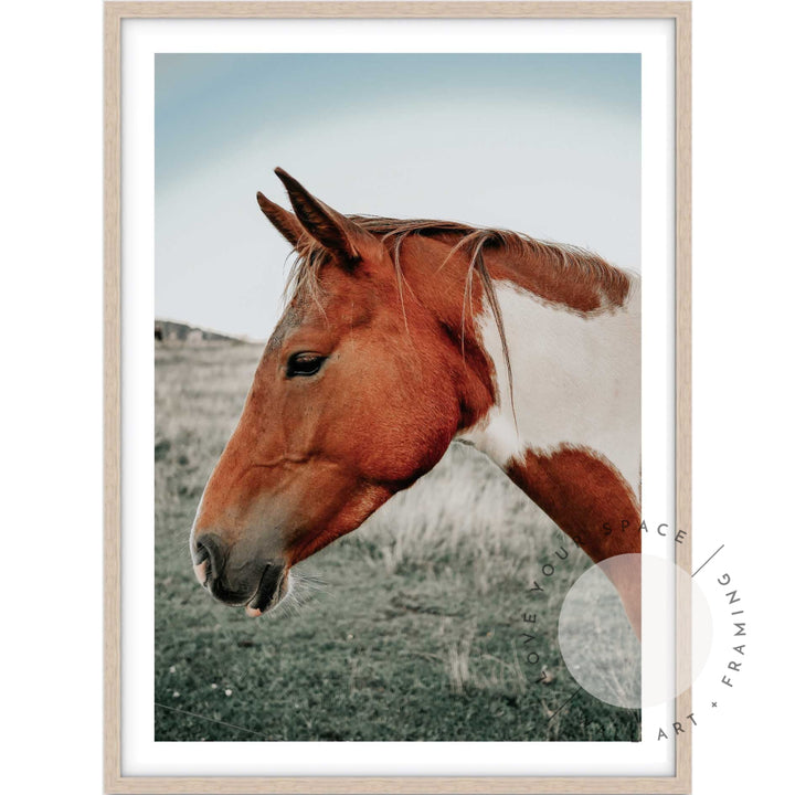 Brown & White Mare I