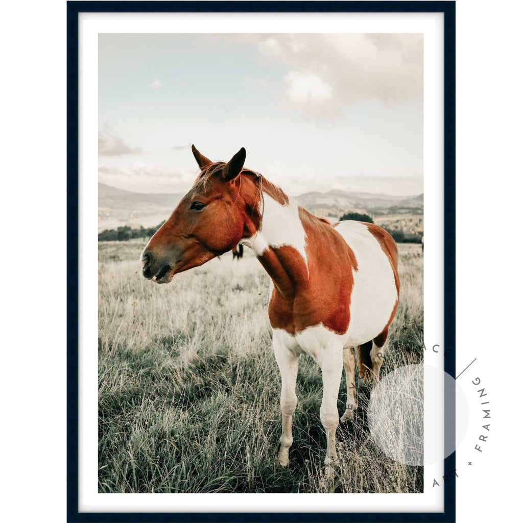 Brown & White Mare II