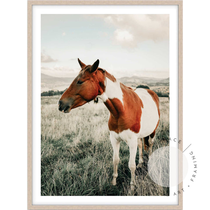 Brown & White Mare II