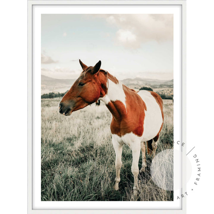 Brown & White Mare II