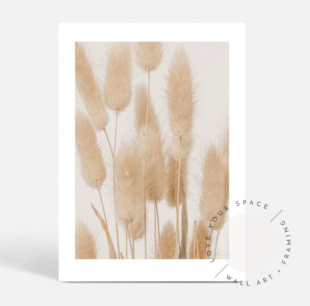 Bunny Tail Grass II