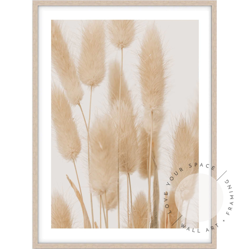 Bunny Tail Grass II