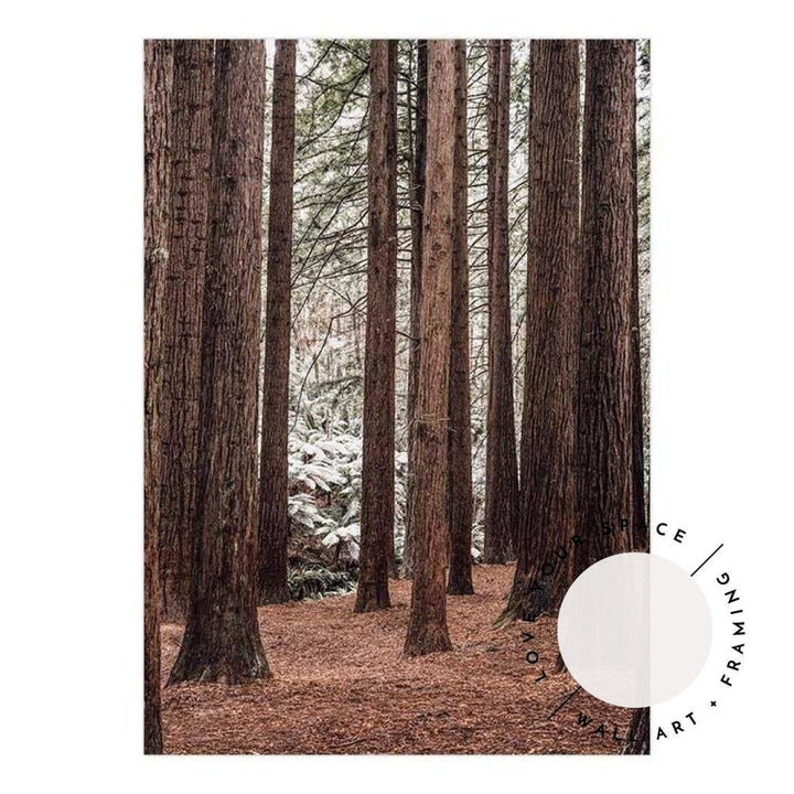 Californian Redwoods no.2 - The Otways - Love Your Space