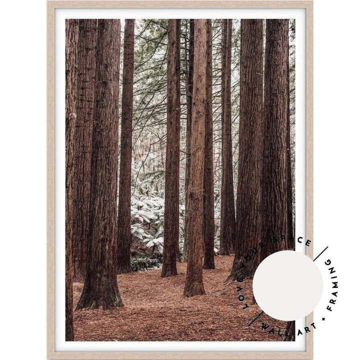 Californian Redwoods no.2 - The Otways - Love Your Space