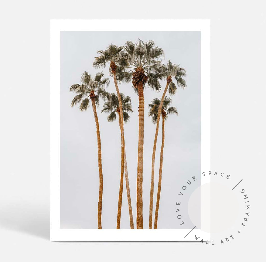 Californian Tall Palms