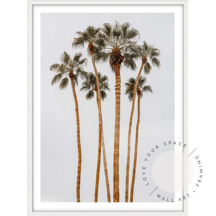 Californian Tall Palms