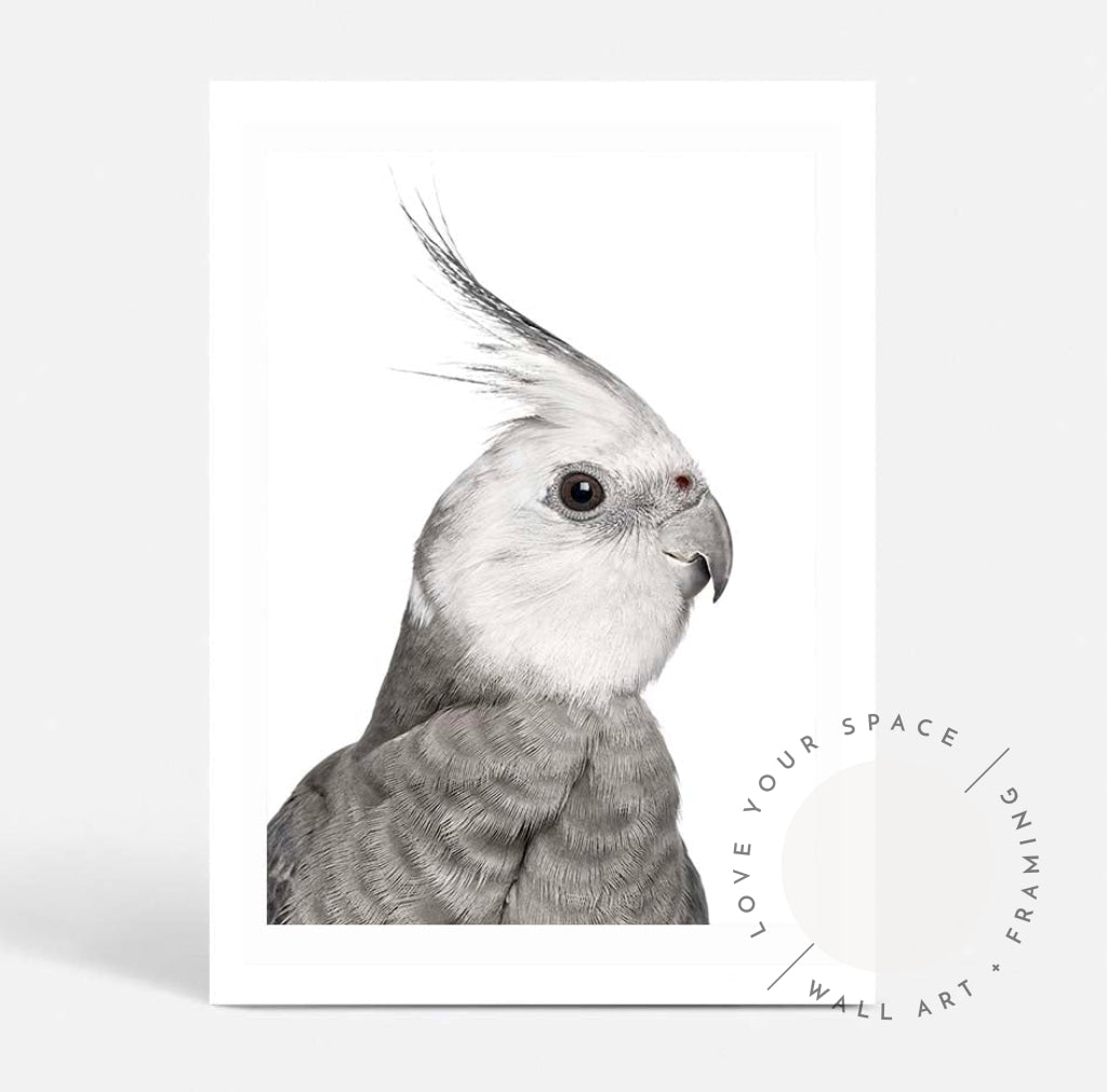 Cockatiel