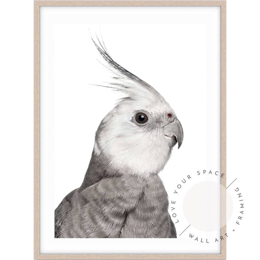 Cockatiel