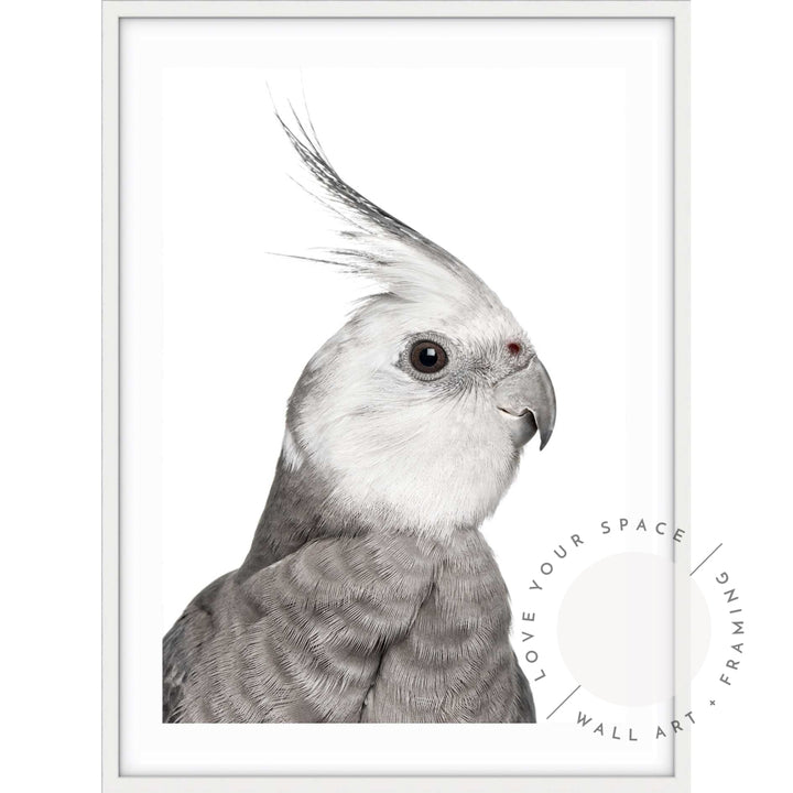 Cockatiel