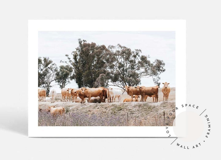 Country Cattle II - Love Your Space