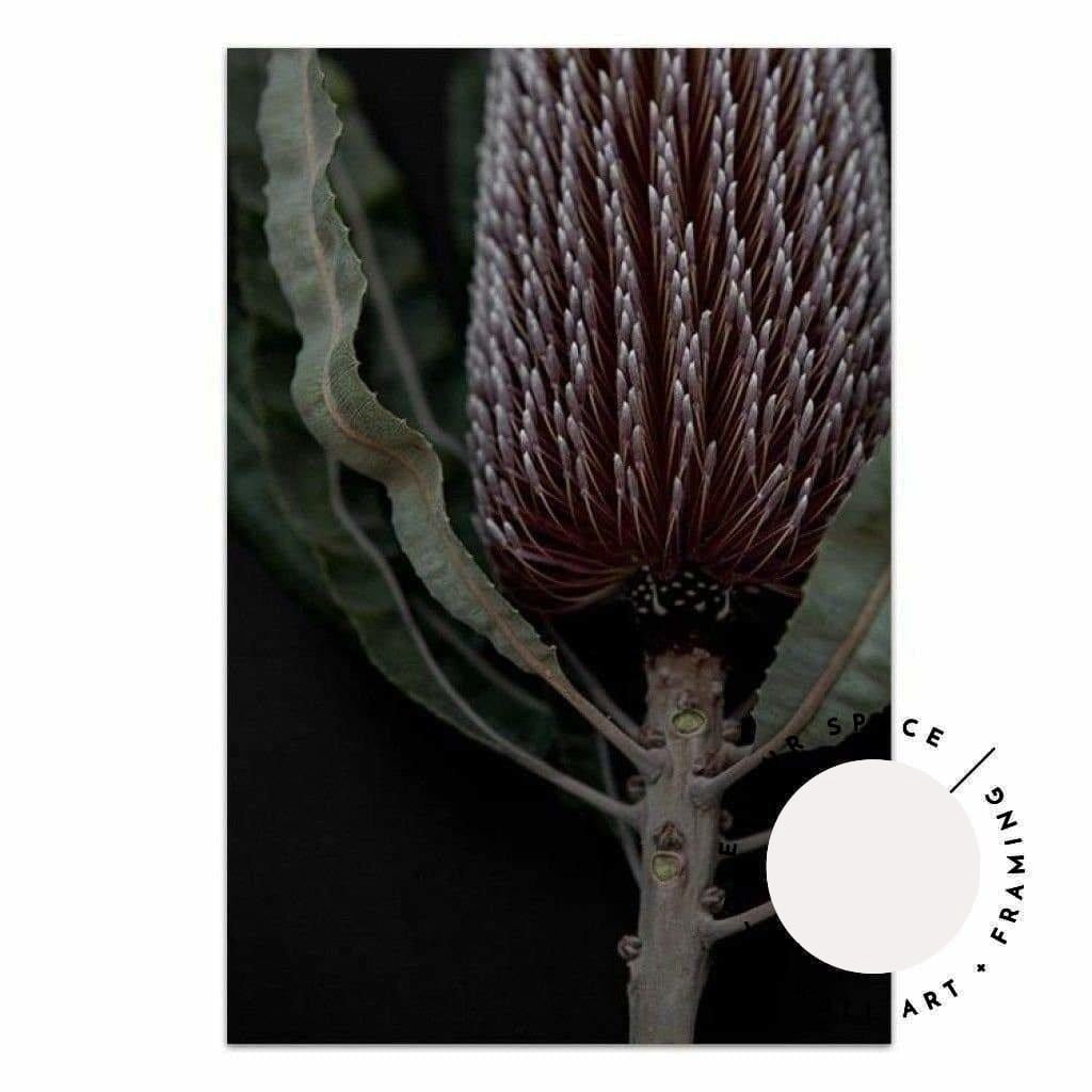 Dark Banksia II - Love Your Space