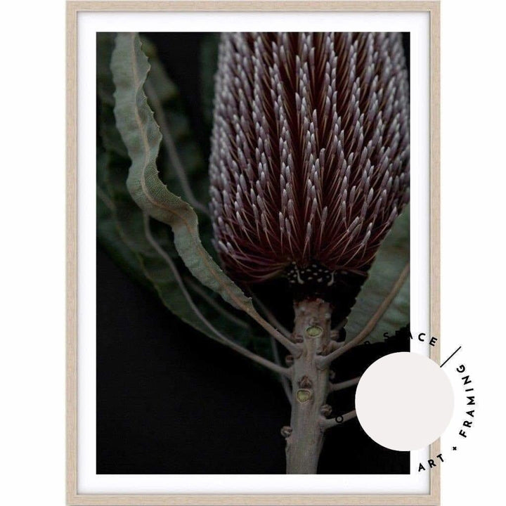 Dark Banksia II - Love Your Space