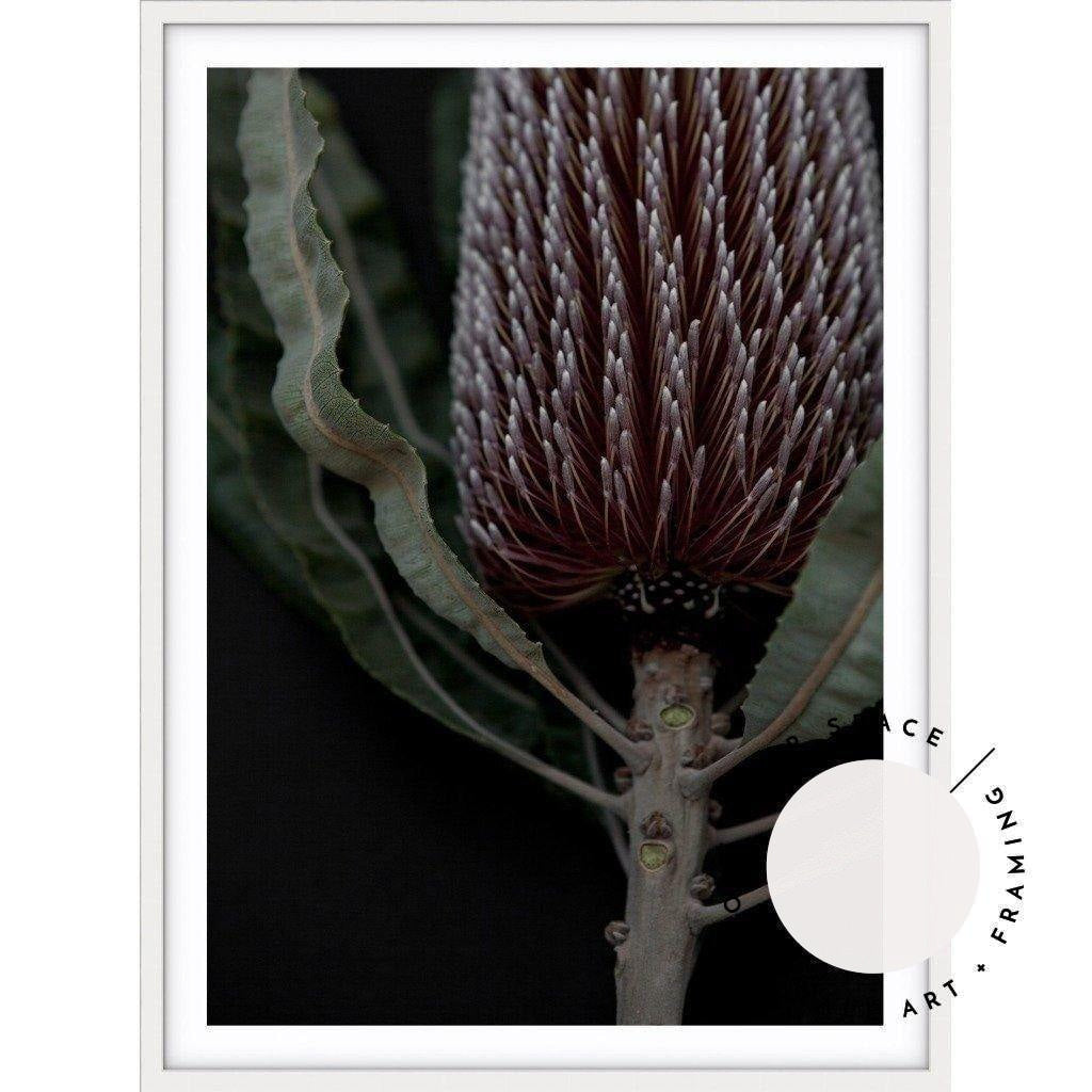 Dark Banksia II - Love Your Space