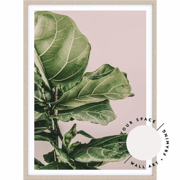 Fiddle Leaf On Pink no.2 - Love Your Space