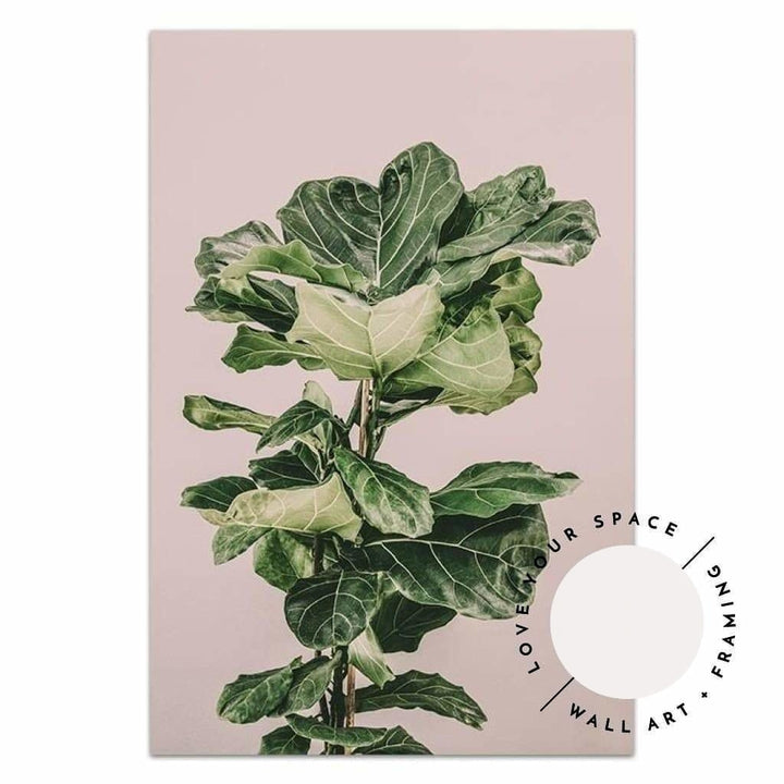 Fiddle Leaf On Pink no.3 - Love Your Space