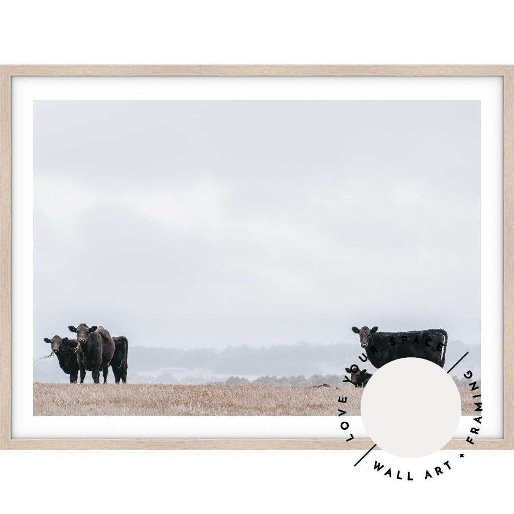 Great Ocean Road Cows - Love Your Space