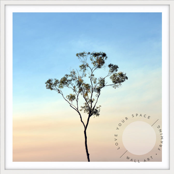 Gumtree on a Sunset Sky - SQUARE