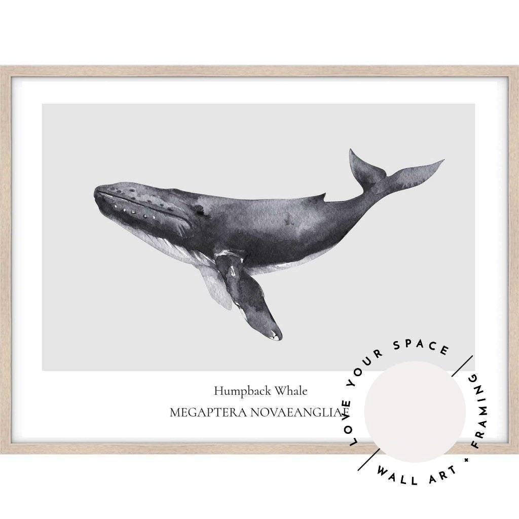 Humpback Whale - Love Your Space