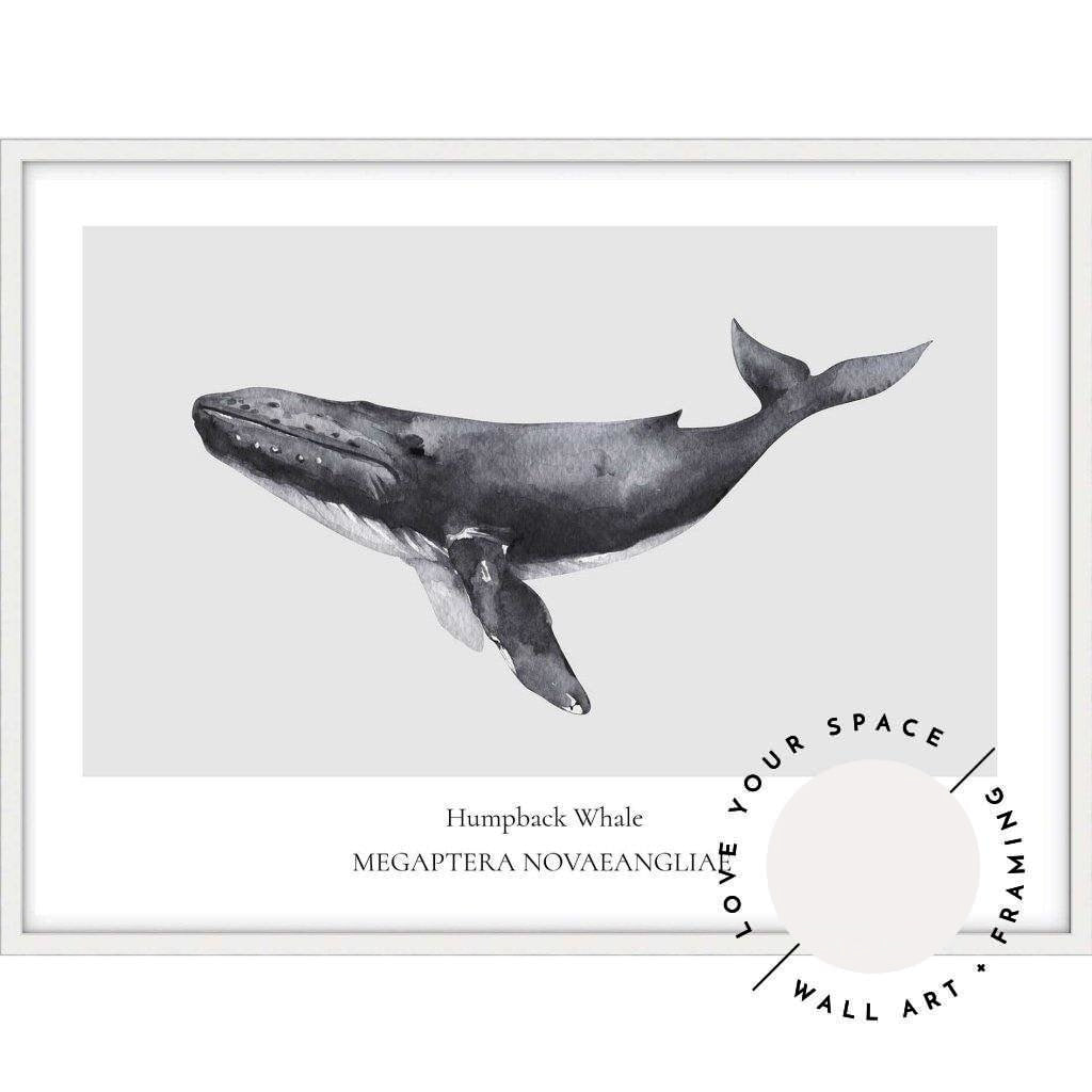 Humpback Whale - Love Your Space