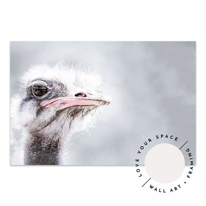 Ostrich - Love Your Space