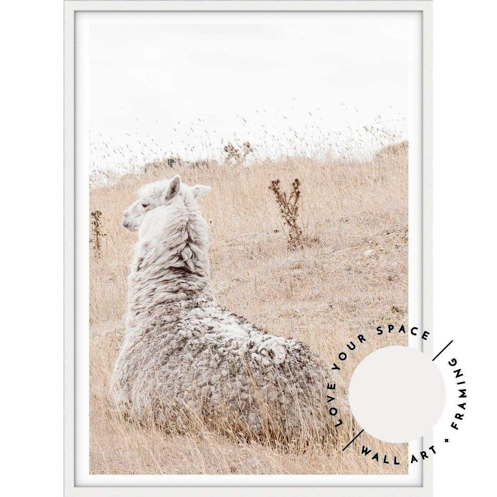 Outback Alpaca - Country Victoria - Love Your Space