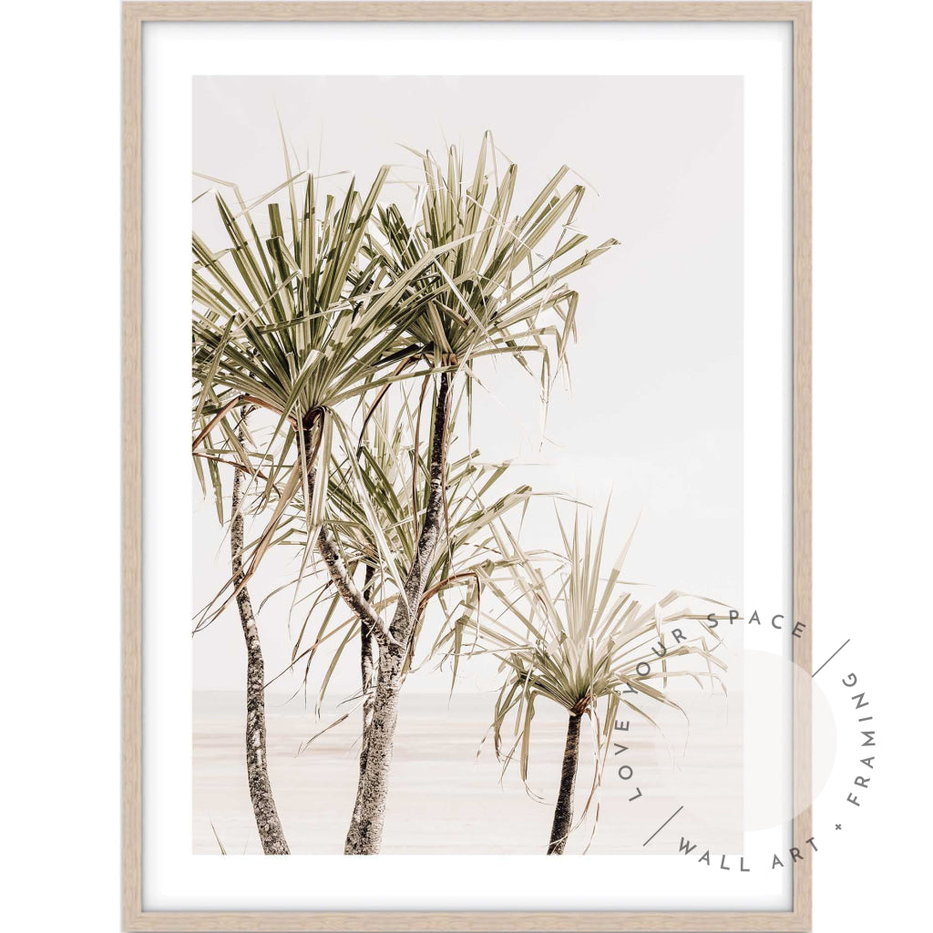 Pandanus Trees I