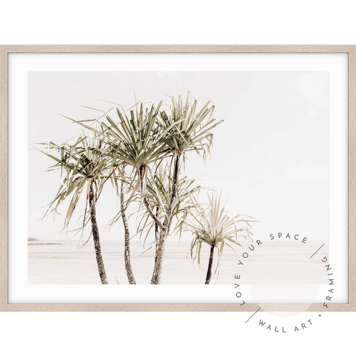 Pandanus Trees II