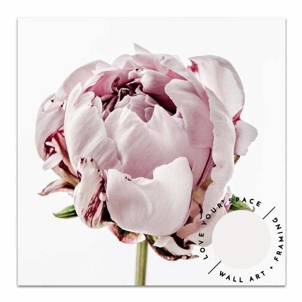 Peony I - SQUARE - Love Your Space