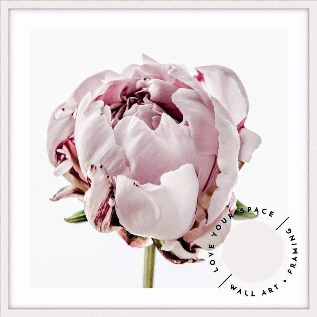 Peony I - SQUARE - Love Your Space