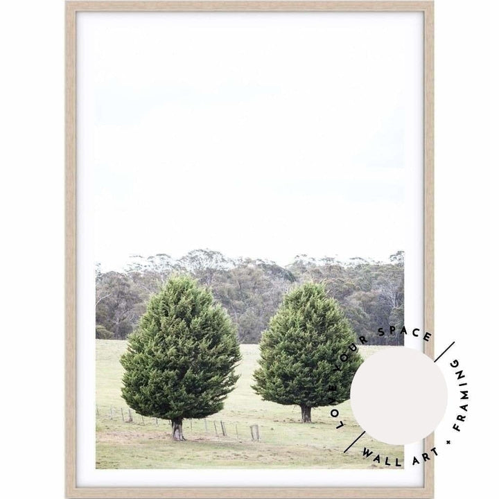 Pine Trees - Country Victoria - Love Your Space