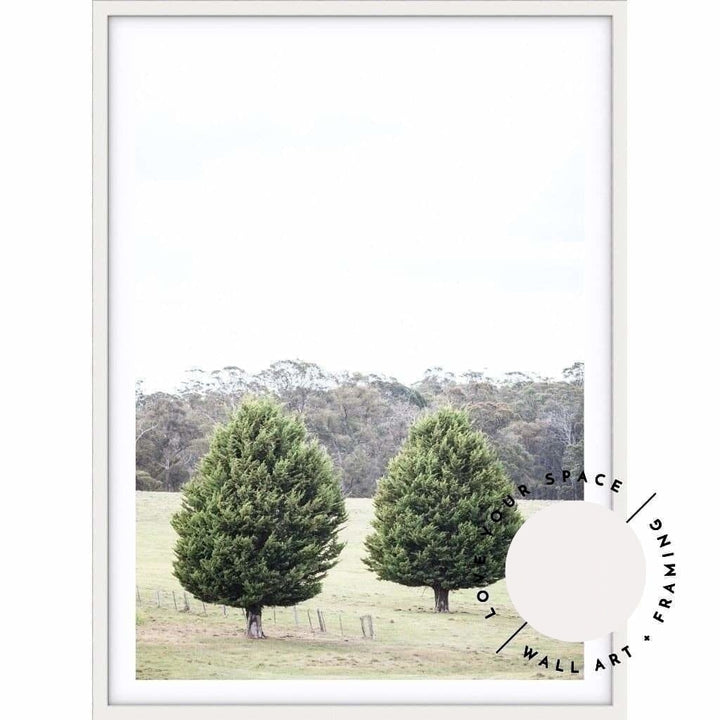 Pine Trees - Country Victoria - Love Your Space