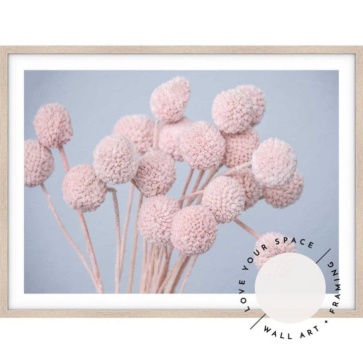 Pink Billy Buttons - LS - Love Your Space