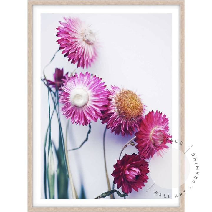 Pink Paper Daisies