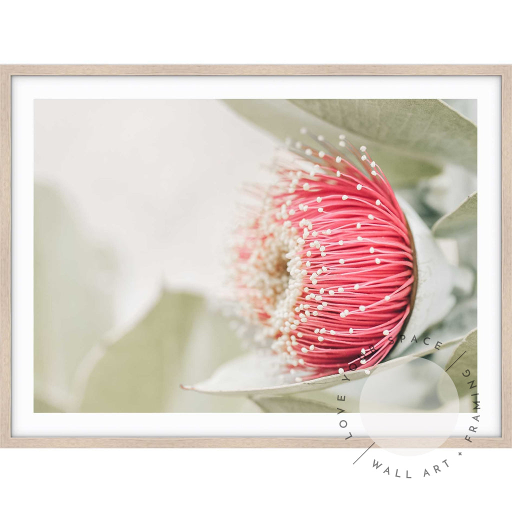 Red Eucalyptus Blossom I