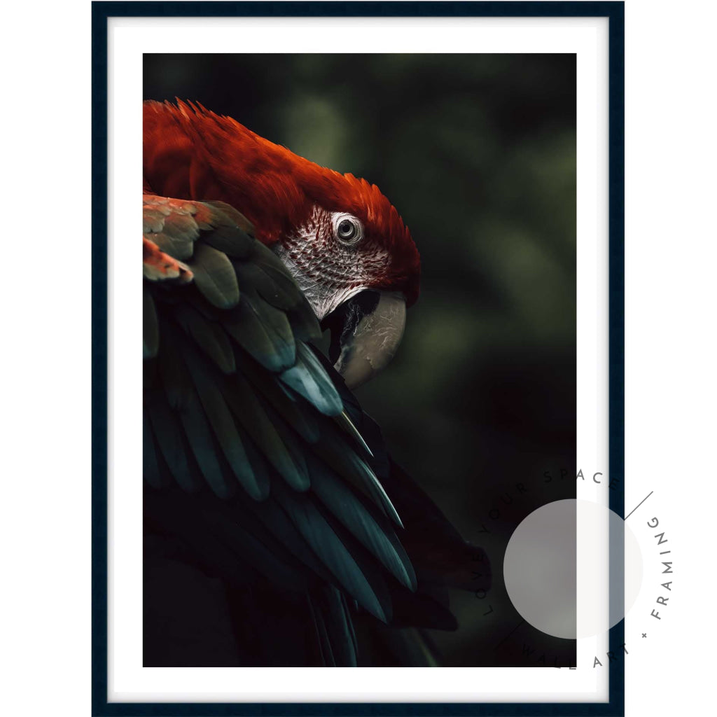 Scarlet Macaw