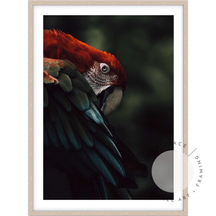 Scarlet Macaw