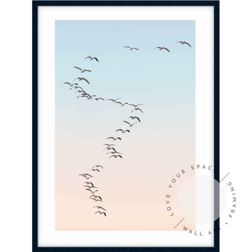 Snow Geese