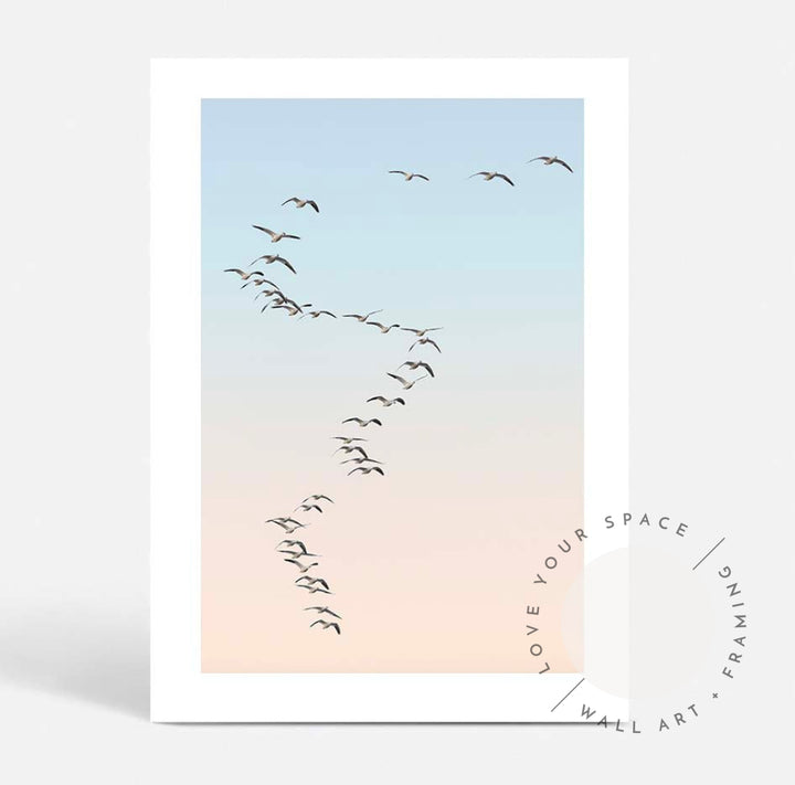 Snow Geese