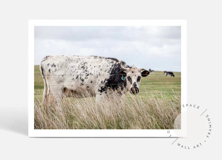 Spotty Cow