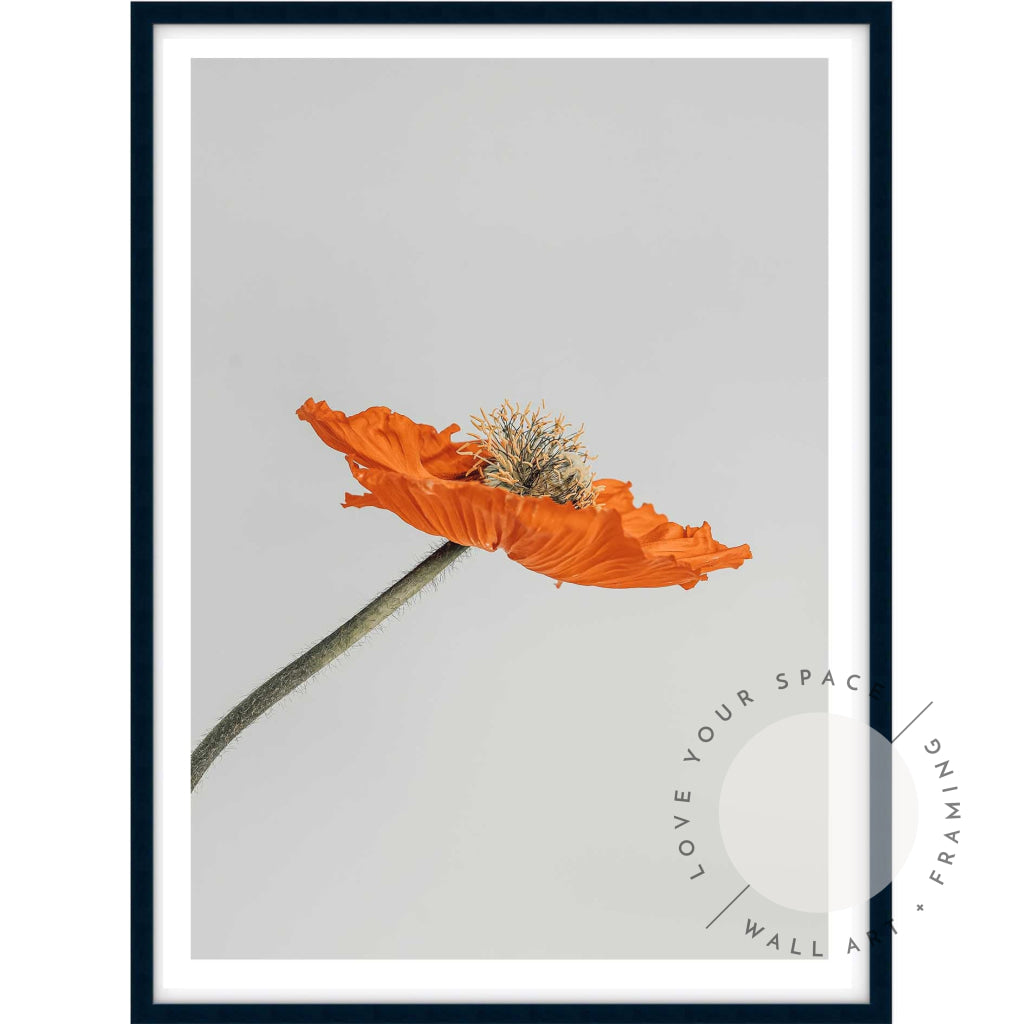 Tall Poppy I