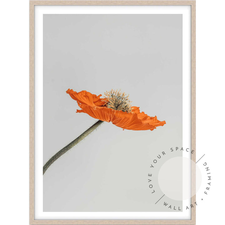 Tall Poppy I