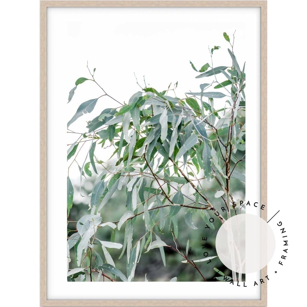 The Darling River Gum Leaves - Love Your Space