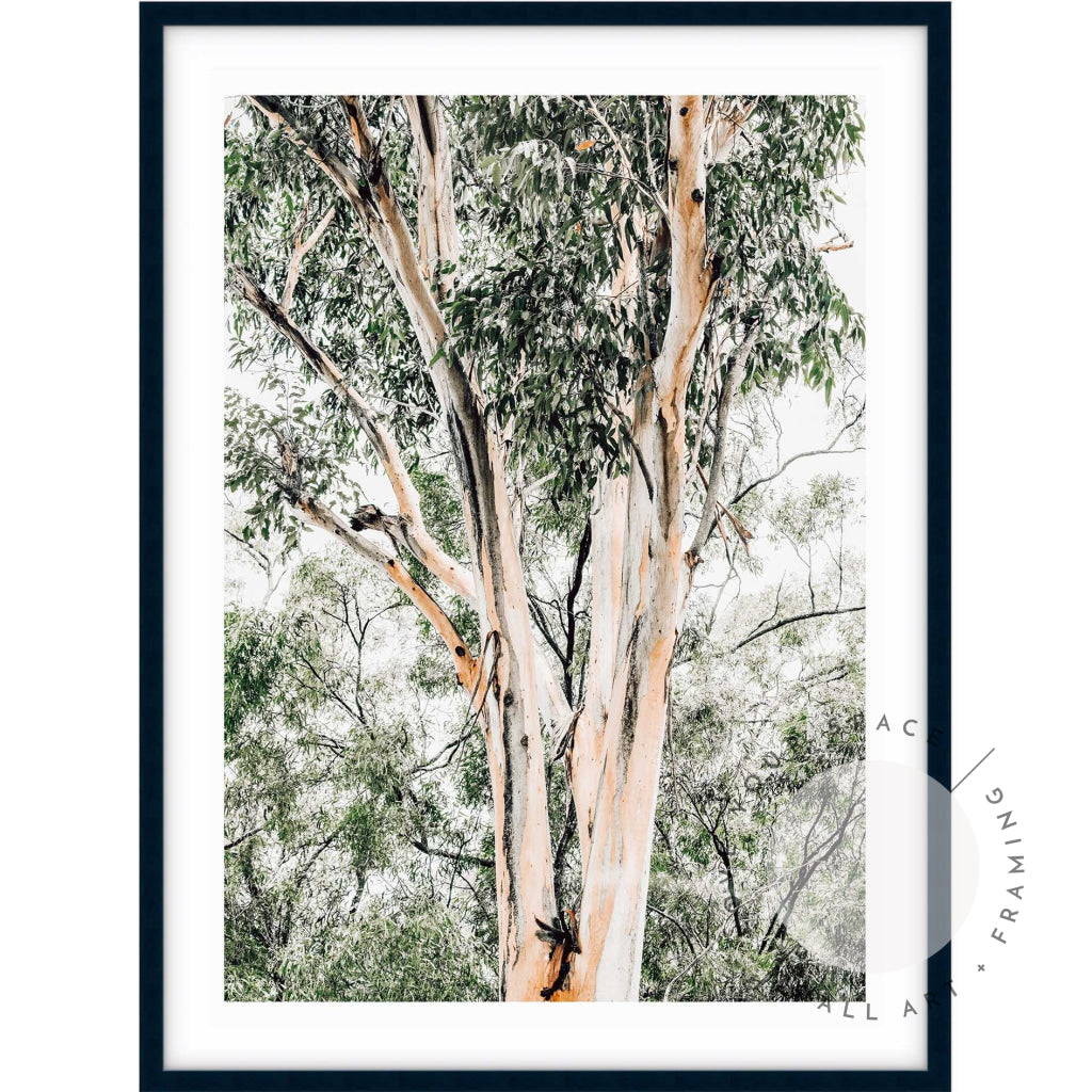 Valley Gumtrees III