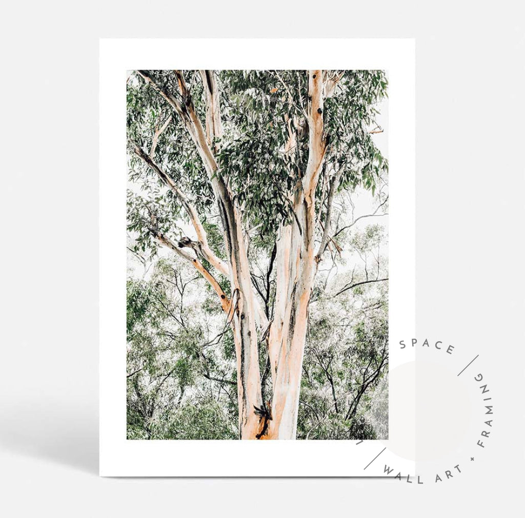 Valley Gumtrees III