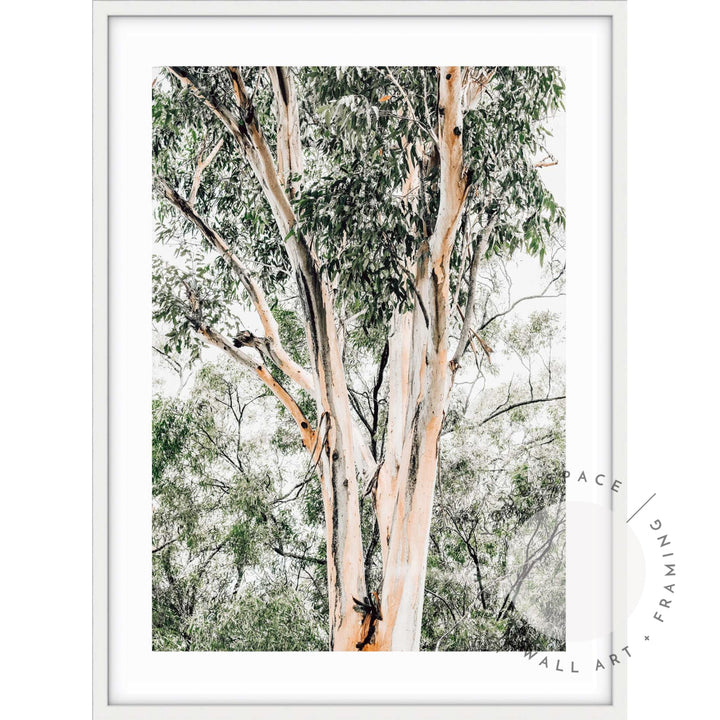 Valley Gumtrees III